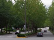 Urban trees are easy to count when they are in tidy rows next to streets.