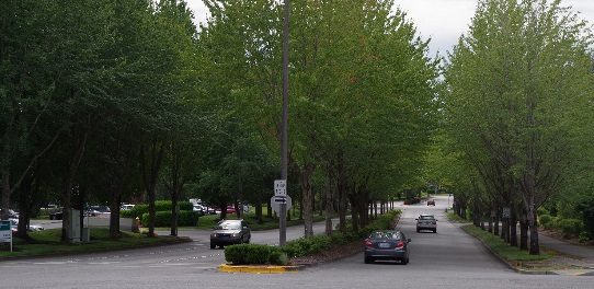 Urban trees are easy to count when they are in tidy rows next to streets.